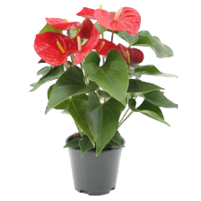 Anthurium